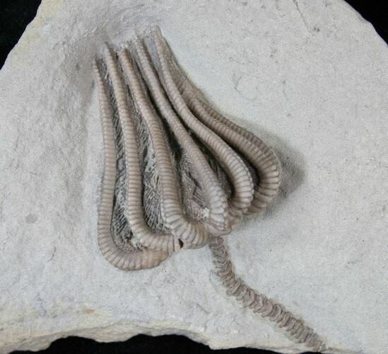 Very D Agaricocrinus Crinoid From Crawfordsville #15930